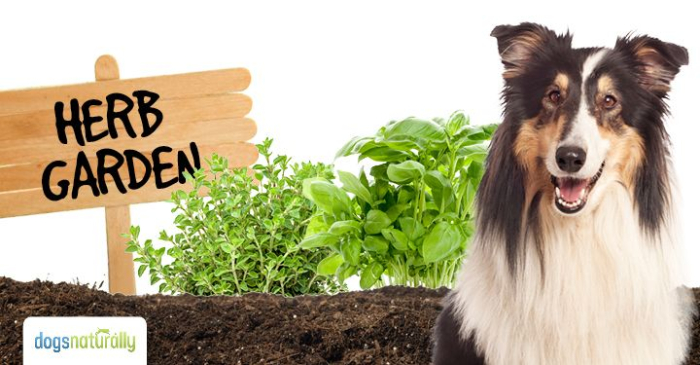 Garden-herbs-for-dogs